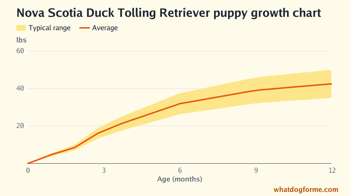 Nova Scotia Duck Tolling Retriever puppy growth chart: expected weight by month from birth to 12 months, adult weight 35-50 lbs