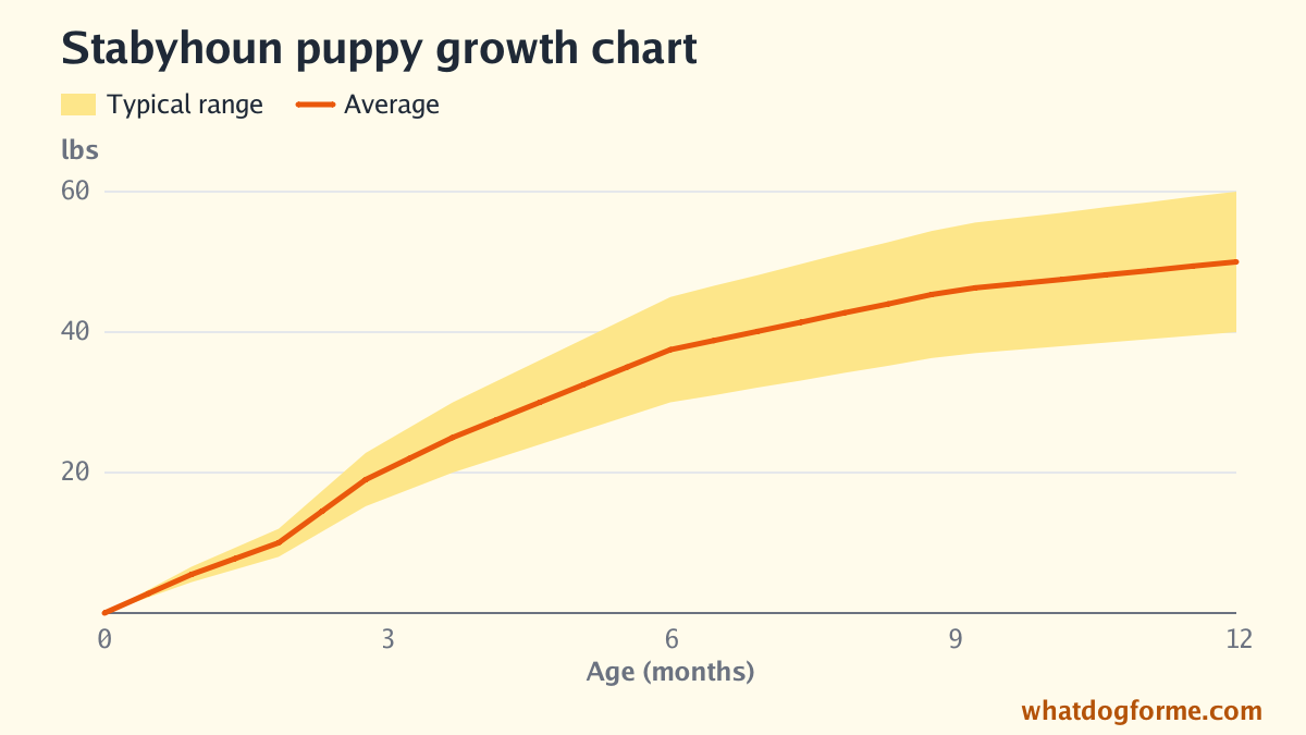 Stabyhoun puppy growth chart: expected weight by month from birth to 12 months, adult weight 40-60 lbs