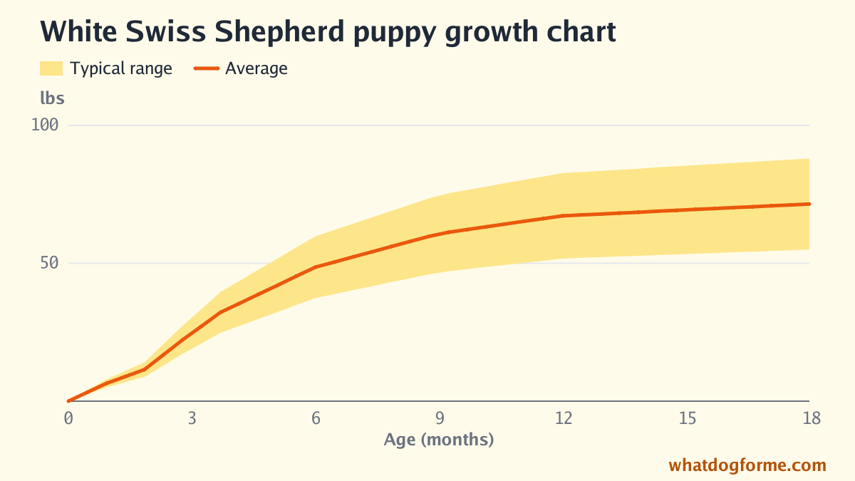 White Swiss Shepherd puppy growth chart: expected weight by month from birth to 18 months, adult weight 55-88 lbs